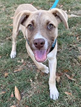 MICKEY -  American Staffordshire Terrier Dog for Adoption in Bell Gardens, California - MICKEY | PetCurious