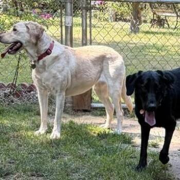 Buddy and Sophie -  Labrador Retriever Dog for Adoption in Newport, Washington - Buddy And Sophie | PetCurious