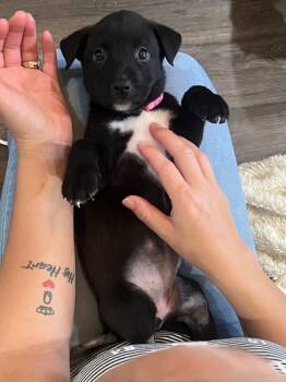Purdy Birdy May -  Labrador Retriever and German Shepherd Dog Dog for Adoption in Friendswood, Texas - Purdy Birdy May | PetCurious