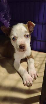 Pit Bull Terrier Dogs Available for Adoption - Valentino | PetCurious