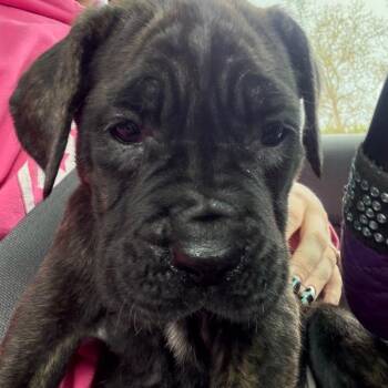 Cane Corso Dogs Available for Adoption in Manchester, Pennsylvania - Tokin | PetCurious