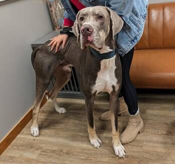 Great Dane Dogs Available for Adoption - Duke | PetCurious