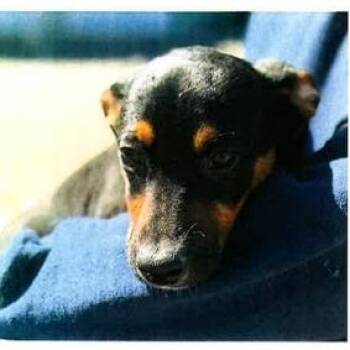 Chihuahua Dogs Available for Adoption in Long Beach, California - Ross | PetCurious