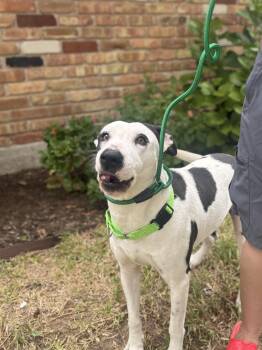 Rescue Pointer Dogs for Adoption in Houston, Texas - Lita | PetCurious