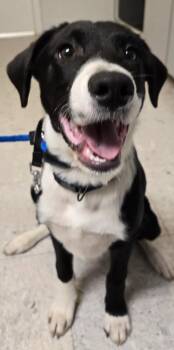 Labrador Retriever and Shepherd Dogs Available for Adoption in Sandusky, Ohio - Percy | PetCurious