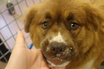 Mixed Breed Dogs Available for Adoption in Columbia, South Carolina - MESA | PetCurious