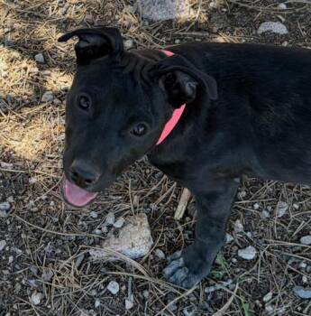 Hippo -  Labrador Retriever and Pit Bull Terrier Dog for Adoption in Evergreen, Colorado - Hippo | PetCurious