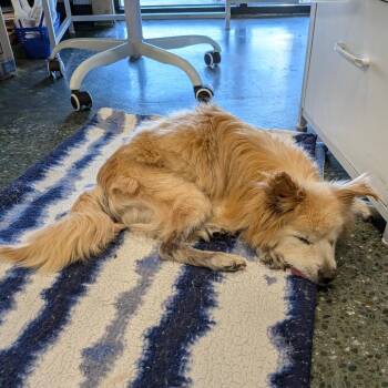 Cody -  Pomeranian Dog for Adoption in Chico, California - Cody | PetCurious
