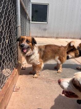 Mixed Breed Dogs Available for Adoption in Hobbs, New Mexico - Sage | PetCurious