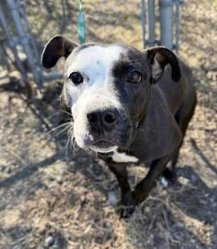 Mixed Breed Dogs Available for Adoption - Penelope | PetCurious