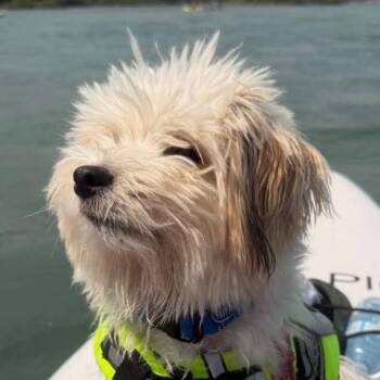 Peanut (aka Kenny) -  Pomeranian and Coton De Tulear Dog for Adoption in Calgary, Alberta - Peanut (aka Kenny) | PetCurious