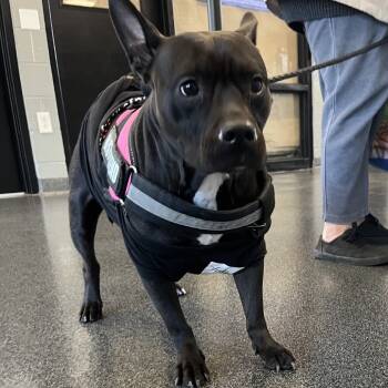 Rescue Mixed Breed Dogs for Adoption in Allentown, Pennsylvania - Aurora | PetCurious