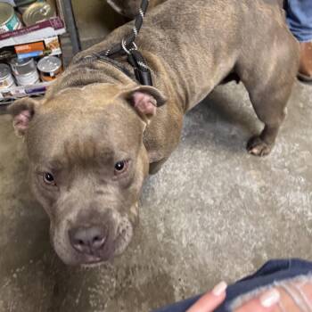 Scarlett -  English Bulldog Dog for Adoption in Columbus, North Carolina - Scarlett | PetCurious