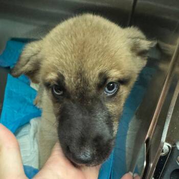 Tulip -  Mixed Breed Dog for Adoption in Columbus, Georgia - Tulip | PetCurious