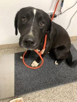 Mixed Breed Dogs Available for Adoption in Vancouver, Washington - Tank | PetCurious