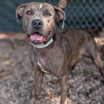 Mariella -  Mixed Breed Dog for Adoption in West Olive, Michigan - Mariella | PetCurious