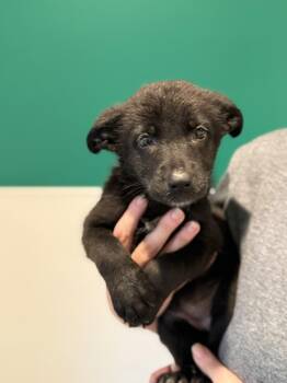 Fern -  German Shepherd Dog and Australian Cattle Dog Blue Heeler Dog for Adoption in Blue Springs, Missouri - Fern | PetCurious