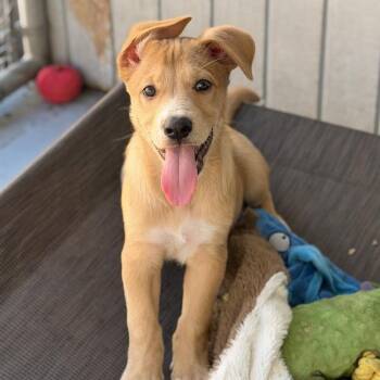 Napoleon Dynamite Pup - Kipland -  Labrador Retriever and Shepherd Dog for Adoption in San Diego, California - Napoleon Dynamite Pup - Kipland | PetCurious