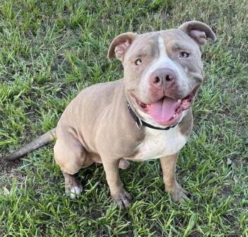 Rescue Mixed Breed Dogs for Adoption in Palmetto, Florida - ROWAN | PetCurious