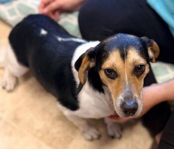 Rescue Beagle Dogs for Adoption in Raleigh, North Carolina - Xanadu | PetCurious