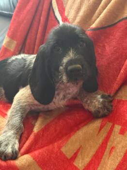 Chloe (Lisa-fostered in TN) -  Basset Hound and Mixed Breed Dog for Adoption in Brighton, Tennessee - Chloe (Lisa-fostered In TN) | PetCurious