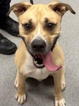 Oakley Yrly 358 -  Mountain Cur Dog for Adoption in Sidney, Ohio - Oakley Yrly 358 | PetCurious