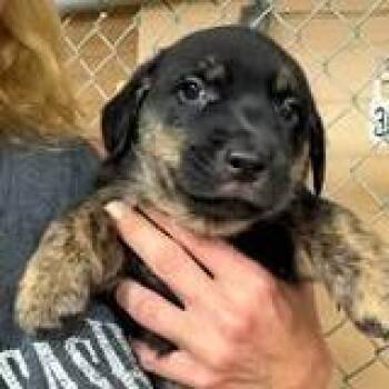Mitchell -  Dachshund and Mixed Breed Dog for Adoption - Mitchell | PetCurious