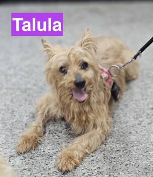 Talula -  Terrier Dog for Adoption in Charlotte, North Carolina - Talula | PetCurious