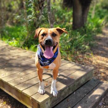 Rescue Mixed Breed Dogs for Adoption in Port Charlotte, Florida - Clay | PetCurious