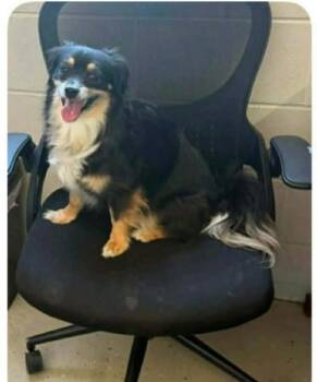 Pomeranian Dogs Available for Adoption in Lacon, Illinois - Sadie | PetCurious