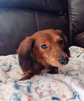 Rescue Dachshund Dogs for Adoption in Sioux Falls, South Dakota - Timmy | PetCurious
