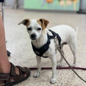 Anina -  Chihuahua and Mixed Breed Dog for Adoption in Bullhead City, Arizona - Anina | PetCurious