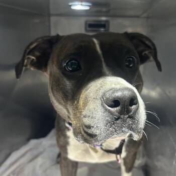 Mixed Breed Dogs Available for Adoption in Philadelphia, Pennsylvania - Candy Girl | PetCurious