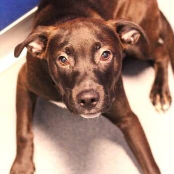 26-01410 -  Pit Bull Terrier Dog for Adoption in Fredericksburg, Virginia - 26-01410 | PetCurious