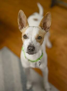 Rescue Terrier Dogs for Adoption in Hopkinton, Massachusetts - Sam | PetCurious