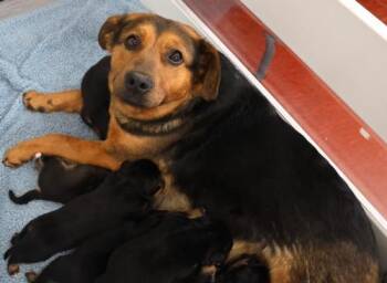 Shepherd Dogs Available for Adoption in Thief River Falls, Minnesota - Ingrid | PetCurious