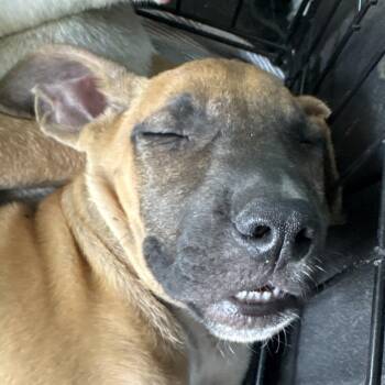 Reign -  Mixed Breed Dog for Adoption in Milton, Florida - Reign | PetCurious