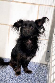Papillon and Pomeranian Dogs Available for Adoption in Tifton, Georgia - Dilbert | PetCurious