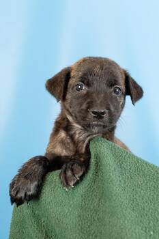 Gia -  Shepherd and Retriever Dog for Adoption in Minneapolis, Minnesota - Gia | PetCurious