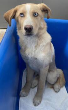 CHEZA -  Mixed Breed Dog for Adoption in Dallas, Texas - CHEZA | PetCurious