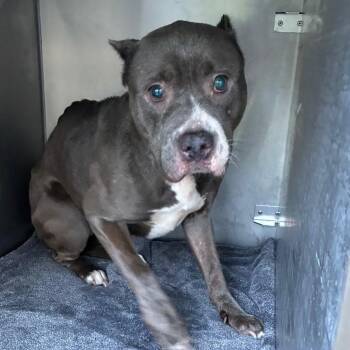 Moose -  Pit Bull Terrier Dog for Adoption in Philadelphia, Pennsylvania - Moose | PetCurious
