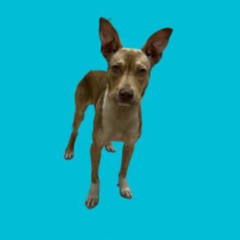 Rescue Pit Bull Terrier and Greyhound Dogs for Adoption in Tuscaloosa, Alabama - TUSC-Stray-82673 | PetCurious