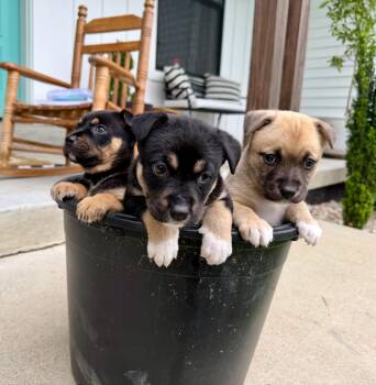 German Shepherd Dog Dogs Available for Adoption in Avon, Connecticut - Care Bear Litter *girls* | PetCurious