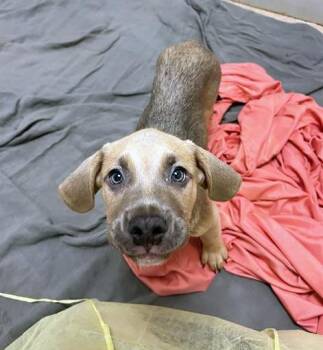 Mixed Breed Dogs Available for Adoption in Nashville, Tennessee - Fahla | PetCurious