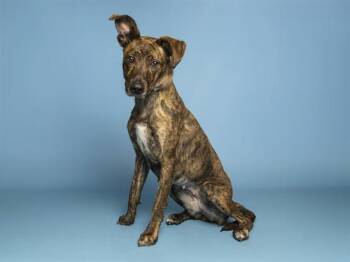 LALA -  Dutch Shepherd Dog for Adoption in Phoenix, Arizona - LALA | PetCurious