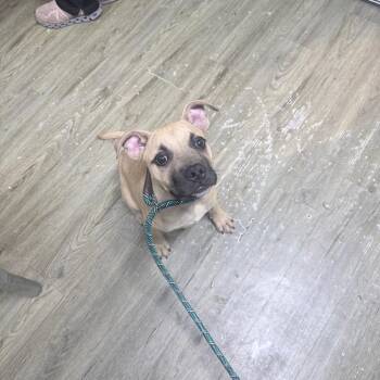 Bug -  Mixed Breed Dog for Adoption in Summerville, South Carolina - Bug | PetCurious
