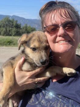 Chester -  Shepherd Dog for Adoption in Colorado Springs, Colorado - Chester | PetCurious