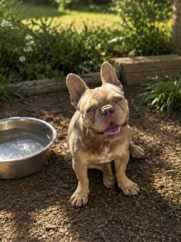 Pablo -  French Bulldog Dog for Adoption in Brownstown, Indiana - Pablo | PetCurious