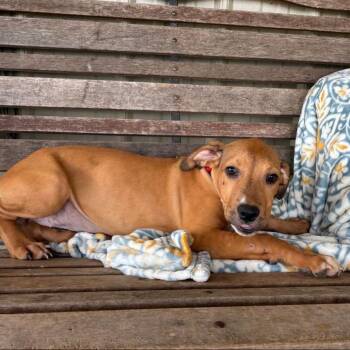 Lilly -  Mixed Breed Dog for Adoption in Buffalo, Minnesota - Lilly | PetCurious
