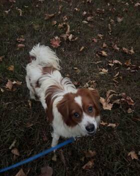 Rescue Brittany Spaniel Dogs for Adoption in Grand Haven, Michigan - Spanky | PetCurious